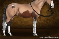 Horse Color:Brown Sabino Splash Tobiano and Sable Champagne Sabino Splash