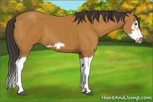 Horse Color:Bay Splash Frame 