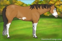 Horse Color:Bay Splash Frame 