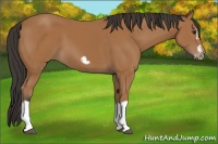 Horse Color:Bay Splash Frame