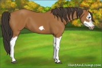 Horse Color:Bay Splash Frame 