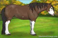 Horse Color:Bay Splash Frame 