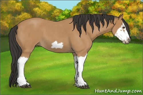 Horse Color:Bay Roan Splash Frame 
