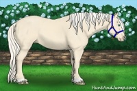 Horse Color:Cremello 