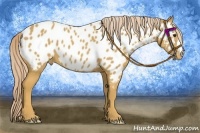 Horse Color:Palomino Appaloosa