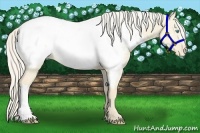 Horse Color:Cremello Dun Snowcap