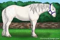 Horse Color:Cremello Dun Appaloosa 
