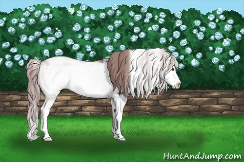 Horse Color:Watercolor Chestnut Sabino Splash 