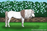 Horse Color:Watercolor Chestnut Sabino Splash
