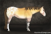 Horse Color:Buckskin Onyx Appaloosa 