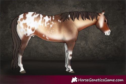 Horse Color:Bay Onyx Appaloosa 
