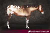 Horse Color:Bay Onyx Appaloosa 