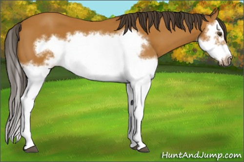 Horse Color:Bay Splash Frame 