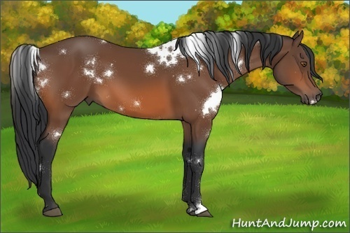 Horse Color:White Spotted Bay 