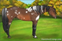 Horse Color:White Spotted Bay 