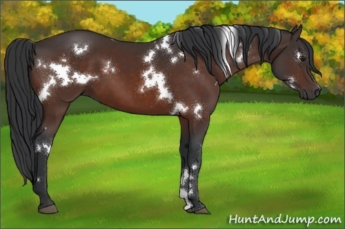 Horse Color:White Spotted Bay