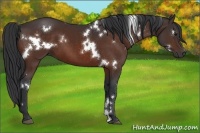 Horse Color:White Spotted Bay 