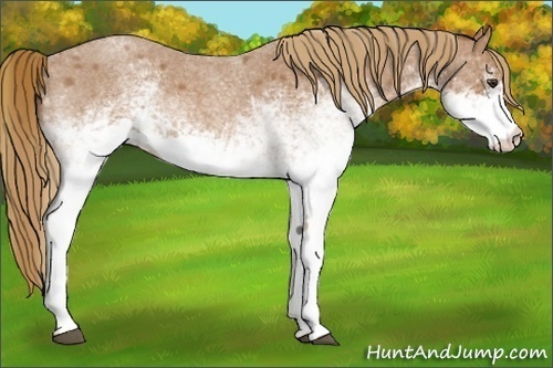 Horse Color:White Spotted Red Roan
