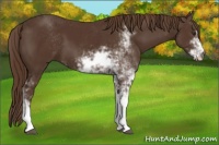Horse Color:Liver Chestnut Sabino