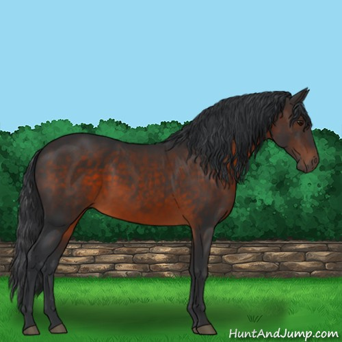 Horse Color:Brown 