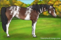Horse Color:White Spotted Bay 