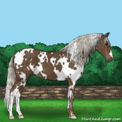 Horse Color:White Spotted Silver Smoky Black