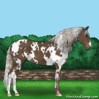 Horse Color:White Spotted Silver Smoky Black 