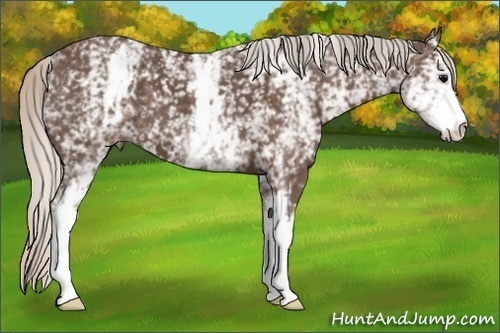 Horse Color:White Spotted Silver Black 