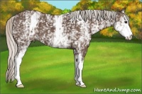 Horse Color:White Spotted Silver Black 