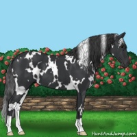 Horse Color:White Spotted Black