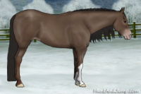 Horse Color:Gray Classic Champagne 