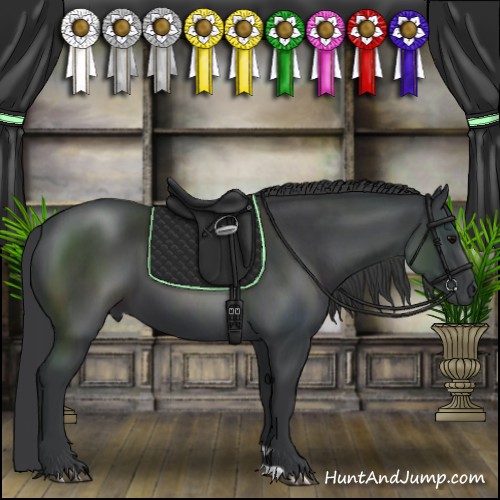 Horse Color:Black 