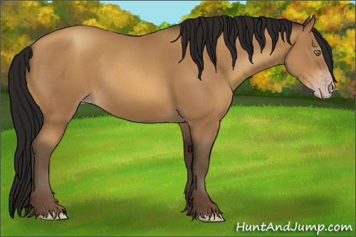 Horse Color:Gray Amber Champagne 