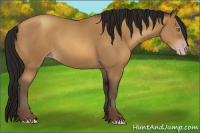 Horse Color:Gray Amber Champagne