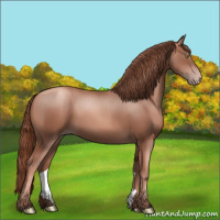 Horse Color:Gray Gold Champagne