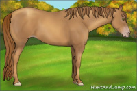 Horse Color:Gray Gold Champagne