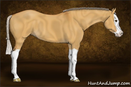 Horse Color:Silver Bay Dun Splash 