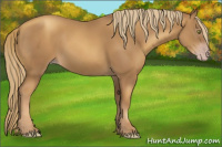 Horse Color:Gray Gold Champagne