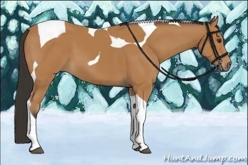 Horse Color:Bay Tobiano