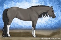 Horse Color:Grullo 