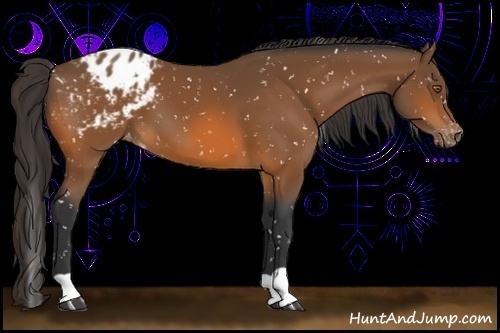 Horse Color:Bay Snowflake Varnish 