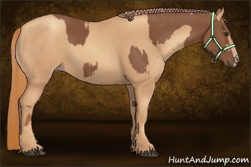 Horse Color:Chestnut  and Gold Champagne 