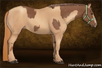Horse Color:Chestnut and Gold Champagne