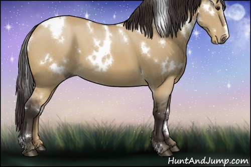 Horse Color:White Spotted Buckskin Dun 