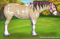 Horse Color:White Spotted Buckskin Splash 