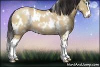 Horse Color:White Spotted Buckskin Dun Splash 