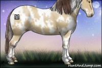 Horse Color:White Spotted Chocolate Buckskin 