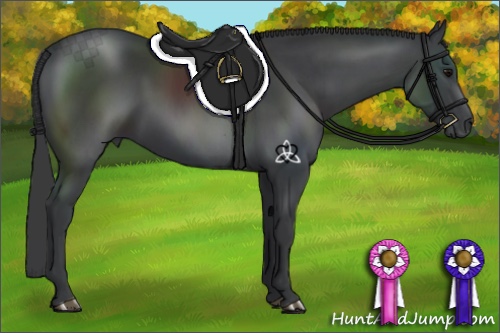 Horse Color:Black 