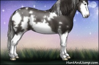 Horse Color:White Spotted Smoky Black Splash Frame 