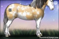 Horse Color:White Spotted Buckskin Splash 